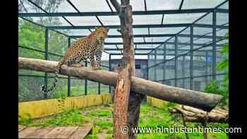 Junnar leopard safari: Ajit Pawar instructs forest officers to prepare detailed project report, sanctions ₹1.5 crore - Hindustan Times