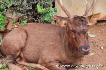 Forest Officials Rescue Injured Sambar Deer From Hengrabari In Guwahati - Guwahati Plus