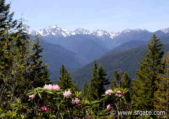 California woman drops phone into nonflush toilet, falls in at Washington national forest - SF Gate