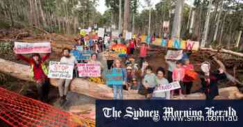 Locals alarmed over salvage logging in forest earmarked for national park - Sydney Morning Herald