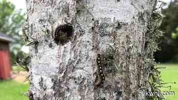 FOREST TENT CATERPILLARS WIDESPREAD ACROSS TREES IN WASHINGTON CO. - KWHI