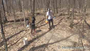 Muskoka forest restoration project - CTV News Barrie