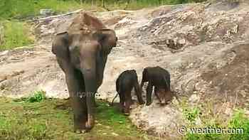 Rare Newborn Elephant Twins Almost Drown in Karnataka's Bandipur Tiger Reserve; Forest Officials Come to the Rescue | The Weather Channel - Articles from The Weather Channel | weather.com - The Weather Channel