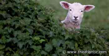 Photos of the Week: Blue Forest, Yellow Fields, Red Sea - The Atlantic