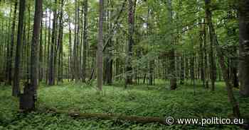 MEPs blast Brussels inaction on Poland’s ‘fence of shame’ in protected forest - POLITICO Europe