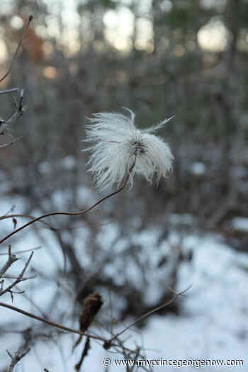 Local group wants at-risk forest around Ginter's Park kept as Green Space - My PG Now