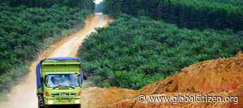 What Is the FOREST Act? Everything to Know About the US Bill to Fight Deforestation - Global Citizen