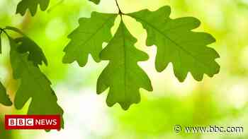 1,000-year-old oaks used to create 'super forest' - BBC