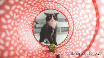 Hausratversicherung: Haftpflichtkasse, BSG und AIG sind Favoriten der Makler - Versicherungsbote