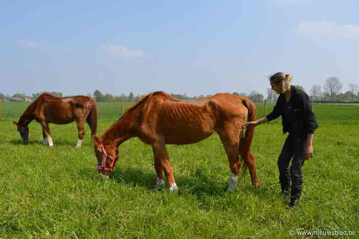 Dertienjarig meisje zamelt jaar gratis voer voor verwaarloosde paarden in die al onherkenbaar veranderd zijn