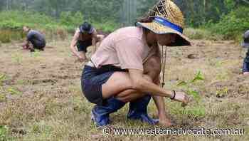 Campaign to plant 100000 trees in NSW - Western Advocate