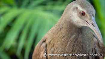 Endangered species return to Lord Howe - Western Advocate