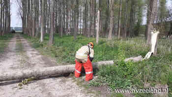 Omgevallen boom op bosweg Zuiddorpe - HVZeeland.nl