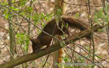 Eekhoorn verzamelt nestmateriaal in Steenbergerpark. Acrobaat die razendsnel van boom tot boom springt - hoogeveenschecourant.nl