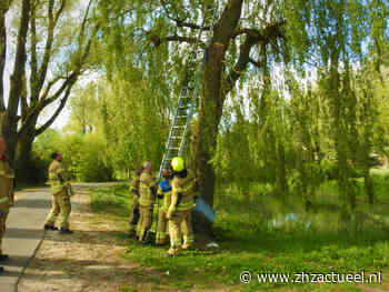 Brandweer haalt in Sliedrecht kat uit de boom - ZHZActueel