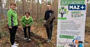 Luckenwalde: 5000 Roteichen im Stadtwald gepflanzt - Anwohner kritisieren Waldumbau - Märkische Allgemeine Zeitung