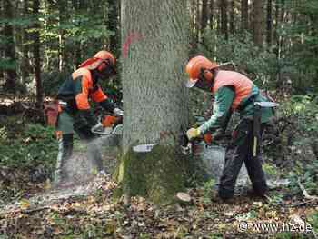 Mehr Bäume gefällt: Giengen verdient am Boom im Baugewerbe durch Holz aus dem Stadtwald - Heidenheimer Zeitung