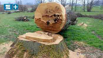 Baumfällung: Das sagt die Stadt Meschede nun zu Vorwürfen - WP News