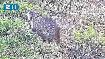 Nutrias in Meschede entdeckt – Gefahren für die Umwelt? - WP News