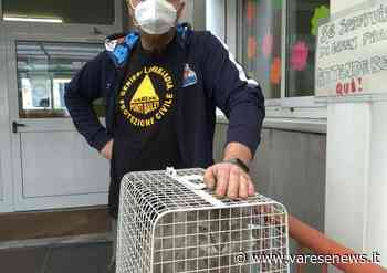 Gattone in difficoltà salvato sul tetto delle elementari di Samarate - varesenews.it
