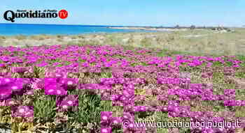 Brindisi si colora di viola: una distesa incantata di fiori - quotidianodipuglia.it