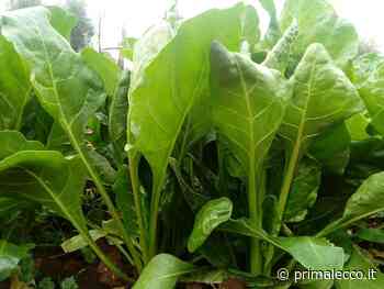 In regalo con il Giornale di Lecco la bieta verde - Prima Lecco