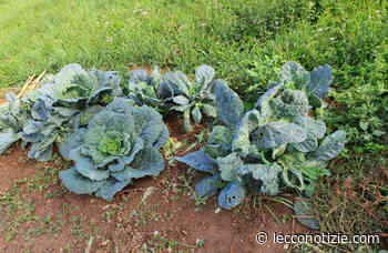 Lecco, orti cercansi: l'appello del Comune a chi ha terreni inutilizzati - Lecco Notizie