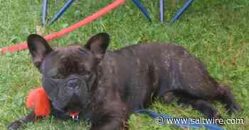 Dognapped? Fergus the French bulldog missing from PEI home - Saltwire