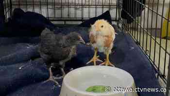 Ottawa Bylaw seizes two spring chickens in Nepean - CTV News Ottawa