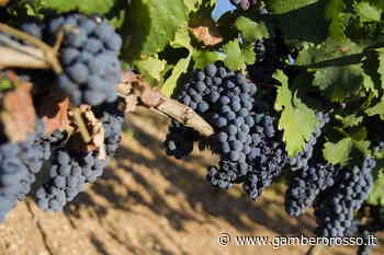 Vino: Novella Pastorelli alla presidenza del Primitivo di Manduria - Gambero Rosso