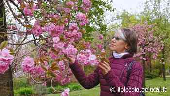 Giallo di Trieste: Liliana e quel terriccio sotto le scarpe. Nuovi esami su bottiglietta e telefoni - Il Piccolo