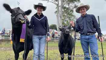 GALLERY: Cedar Creek Angus takes out top gong at Wauchope Show - The Land Newspaper