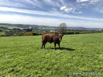 Beef Focus: Breeding the red Angus rarity on a 160-cow Cavan farm - - Agriland