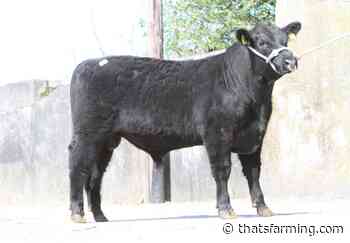 Angus bull prices: Average hits over €3,800 at Tullow - thatsfarming.com - Thats Farming