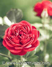 Marge Griffin, 91, of Gladwin - upnorthvoice.com - Up North Voice