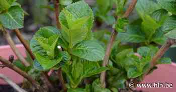 Stekjesbib De Koekjesfabriek opent zondag | Herentals | hln.be - Het Laatste Nieuws