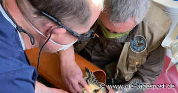 Aggressor „Juri“ beim Zahnarzt - Die Tagespost