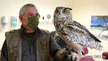 Schnabel gebrochen | Kommt ein Uhu zum Zahnarzt ... - BILD