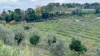 Il Comitato scrive all’assessore regionale contro il depuratore - Il Tirreno