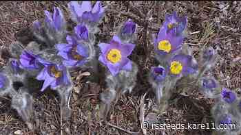 Grow with KARE: What's blooming at the Arb?