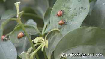 Kids dumping buckets of ladybugs on MOA's live plants to fight pests