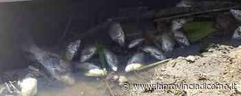 Problema alla rete fognaria Allarme per la moria di pesci - La Provincia di Como