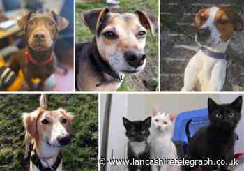 RSPCA searching for foster carers for rescue cats and dogs