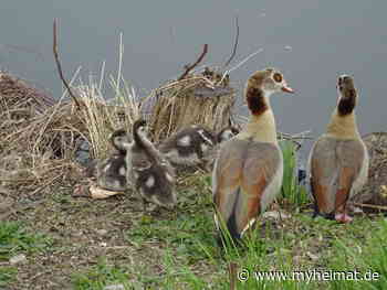 Umgeschaut bei der Nilgansfamilie ! - Lutherstadt Wittenberg - myheimat.de - myheimat.de