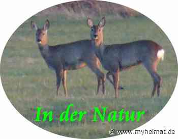 Mein erlebter Nachmittag ! - Lutherstadt Wittenberg - myheimat.de