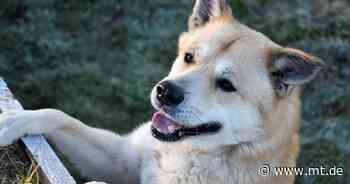 Tier der Woche: Arko wurde auf der A2 gefunden - Mindener Tageblatt