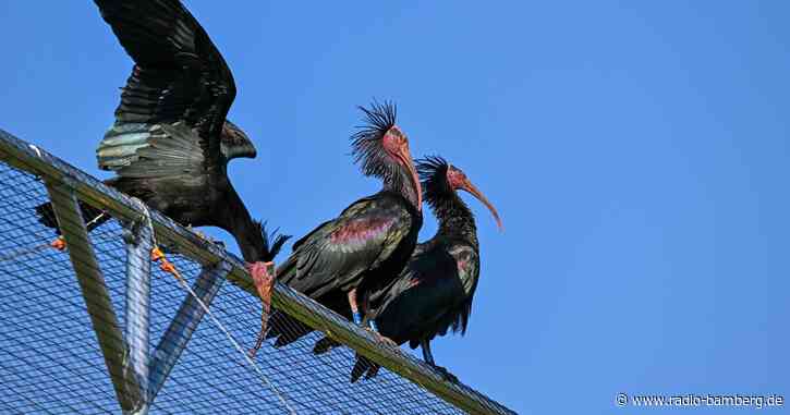 «Läuft prächtig»: Waldrappe kehren an den Bodensee zurück