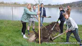 Für die Umwelt: Warum Vagener 43 junge Bäume am Leitzach-Kraftwerk pflanzen