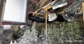 Gelenaar krijgt celstraf voor cannabisplantage van 492 planten in woning - Het Laatste Nieuws