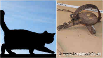 Frau findet verletzte Katze in fieser Tierfalle an der Goldach